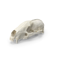 European Badger ( Meles Meles ) Skull PNG & PSD Images