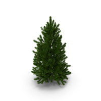 Fir Tree 02 Small PNG & PSD Images