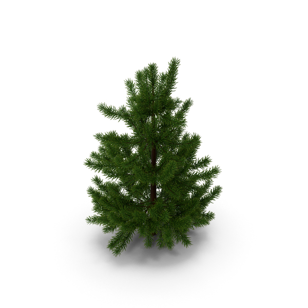 Fir Tree 03 Small PNG & PSD Images