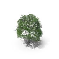 Algarrobo Prosopis tree PNG & PSD Images