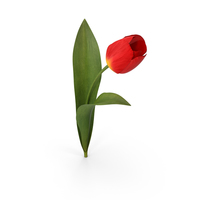 Tulip PNG & PSD Images