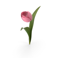 Tulip 03 PNG & PSD Images