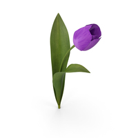 Tulip PNG & PSD Images