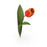 Tulip 05 PNG & PSD Images