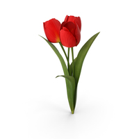 Tulip Bouquet 3 01 PNG & PSD Images