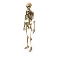 Undead Skeleton idle PNG & PSD Images