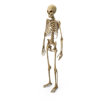 Worn Skeleton PNG & PSD Images