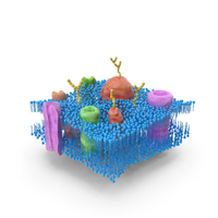 Cell Membrane PNG & PSD Images
