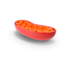 Mitochondria PNG & PSD Images