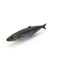 Canned Sardine Fish PNG & PSD Images
