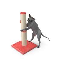 Cat Playing With A Scratching Post PNG & PSD Images