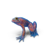 Frog Anatomy Left Side Transparent PNG & PSD Images