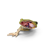 Frog Anatomy Right Side Colored PNG & PSD Images