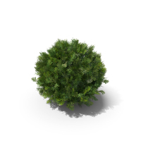 Thuja Occidentalis Danica PNG & PSD Images