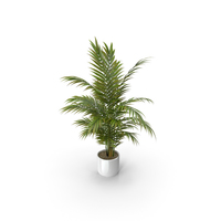 Areca Palm 160 cm. PNG & PSD Images