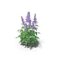Astilbe Japonica Plant PNG & PSD Images