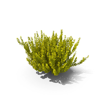 Barberry Aurea PNG & PSD Images