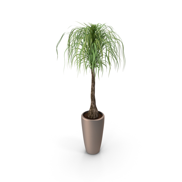 Beaucarnea Ponytail Palm PNG & PSD Images