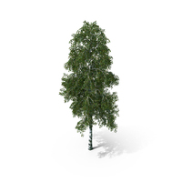 Birch Tree 2 Betula Pendula PNG & PSD Images