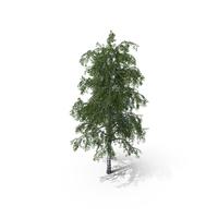 Birch Tree 4 Betula Pebdula PNG & PSD Images