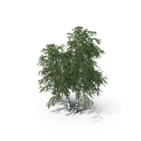 Birch Tree 6 Betula Pebdula PNG & PSD Images