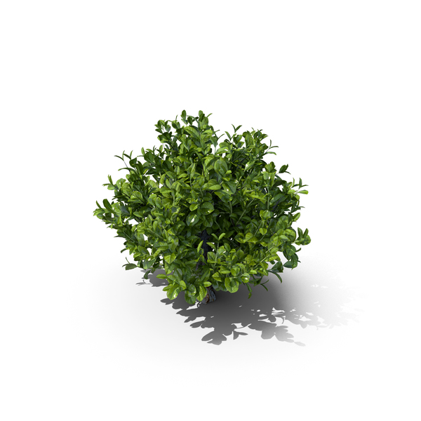 Camellia Sinensis Tea Tree PNG & PSD Images
