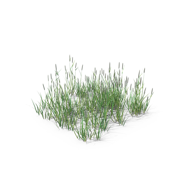 Catstail Phleum PNG & PSD Images