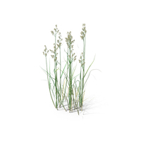 Dactylis Crocksfoot Orchard Grass PNG & PSD Images