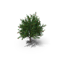 Apple Tree 5.5 Meter PNG & PSD Images