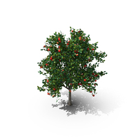 Malus 3.7 Meter Apple Tree PNG & PSD Images
