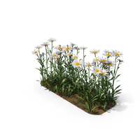 Chamomile Plant PNG & PSD Images