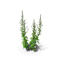 Mugwort, Common Wormwood Artemisia Vulgaris PNG & PSD Images