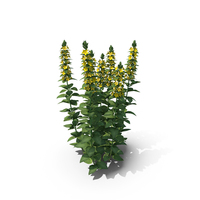 Dotted Loosestrife PNG & PSD Images