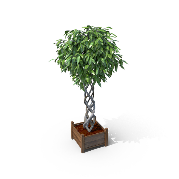 Fig Tree PNG & PSD Images