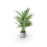 Palm In Pot PNG & PSD Images