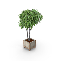 Fig Tree Ficus PNG & PSD Images