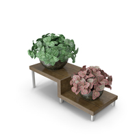 Fittonia Nerve Plant PNG & PSD Images