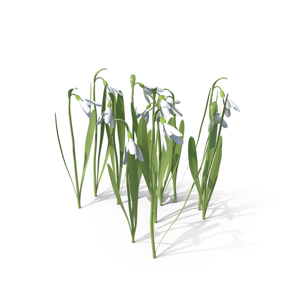 Galanthus Snowdrop PNG & PSD Images