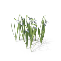 Galanthus Snowdrop PNG & PSD Images
