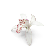 Cymbidium Orchid Flower White PNG & PSD Images