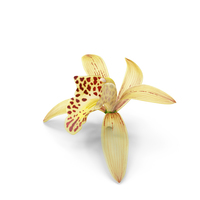 Cymbidium Orchid Flower Yellow PNG & PSD Images