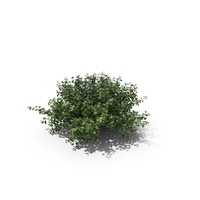 Gooseberry Ribes Uva-Crispa PNG & PSD Images
