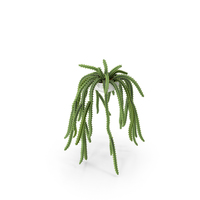 Huernia Cactus PNG & PSD Images