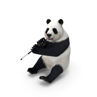 Giant Panda Sitting Pose PNG & PSD Images
