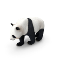 Giant Panda Walking Pose PNG & PSD Images