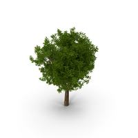 Green Pistachio Tree PNG & PSD Images