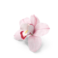Hybrid Orchid Pink PNG & PSD Images
