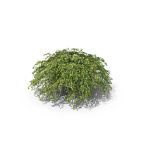 Lace Shrub Neillia Stephanandra Incisa PNG & PSD Images