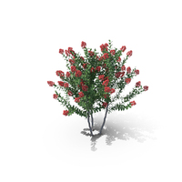 Lagerstroemia Bush PNG & PSD Images