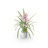 Orchid Pot Pink PNG & PSD Images